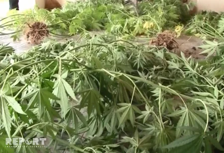 Ağcabədidə ot tayasında 14 kiloqram marixuana aşkarlanıb - FOTO