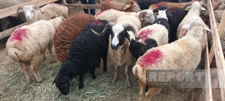 Paytaxt sakinləri qurban kəsir