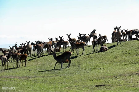 Bir qrup şagirdin Şamaxı Safari Parkına ekskursiyası təşkil olunub - FOTO