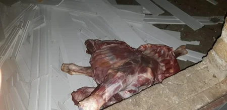 Ağcabədidə satış üçün hazırlanan ölmüş heyvan cəmdəyi aşkarlanıb