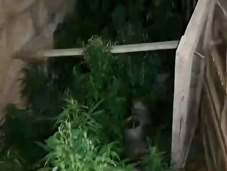 Bakıda narkotacirdən 26 kiloqram çətənə kolu və marixuana aşkarlanıb