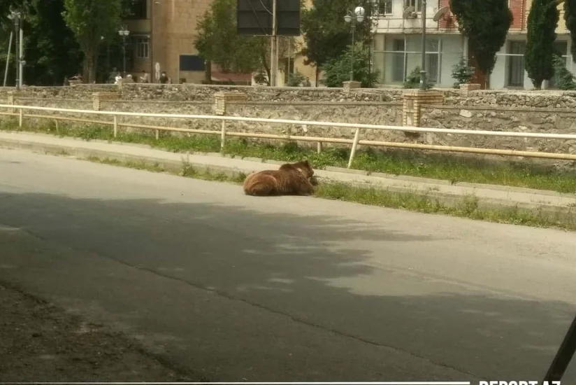В центре Шеки медведь заснул, не дождавшись приезда специалистов - ОБНОВЛЕНО