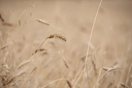 Lerikdə fermerlərlə taxıl biçininin təşkili barədə müzakirələr aparılıb