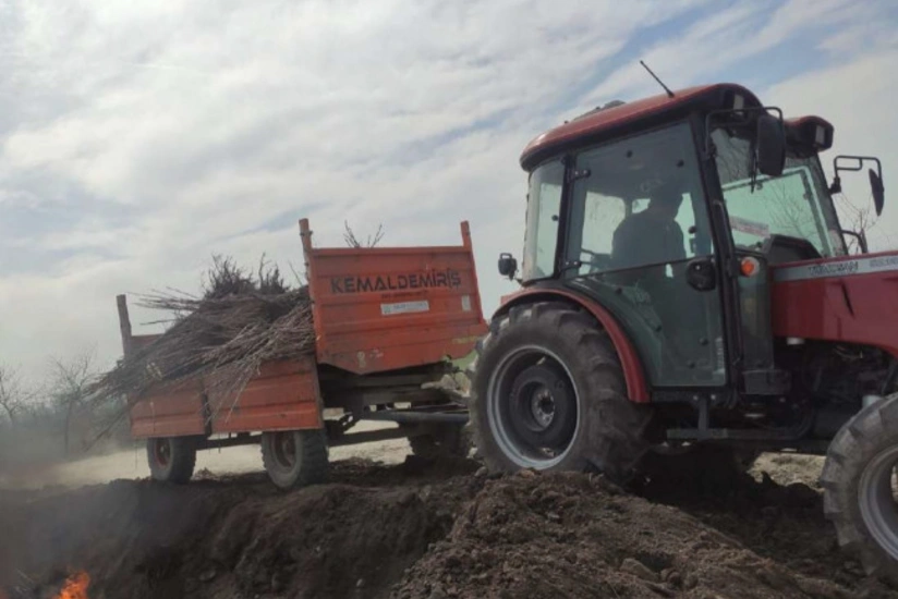 Уничтожено около 18 тыс. импортированных из Турции саженцев вишни