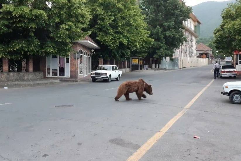 Azərbaycanda şəhər mərkəzində ayı görünüb - FOTO - VİDEO - YENİLƏNİB