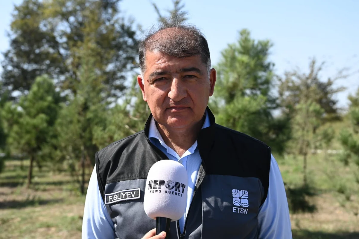 Nazir müavini: Azərbaycanda meşə yanğınları oduncaq itkisinə səbəb olmayıb