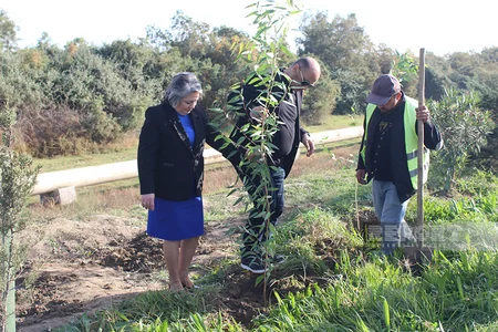 Sabirabadda Zəfər Günü münasibətilə 10 min ədəd ağac əkilib