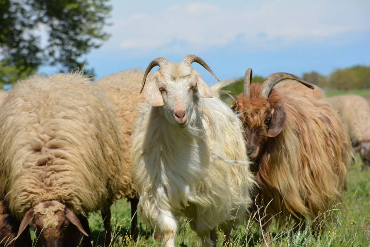 Azərbaycanda qoyun və keçilərin güzəştli sığortası başlayıb