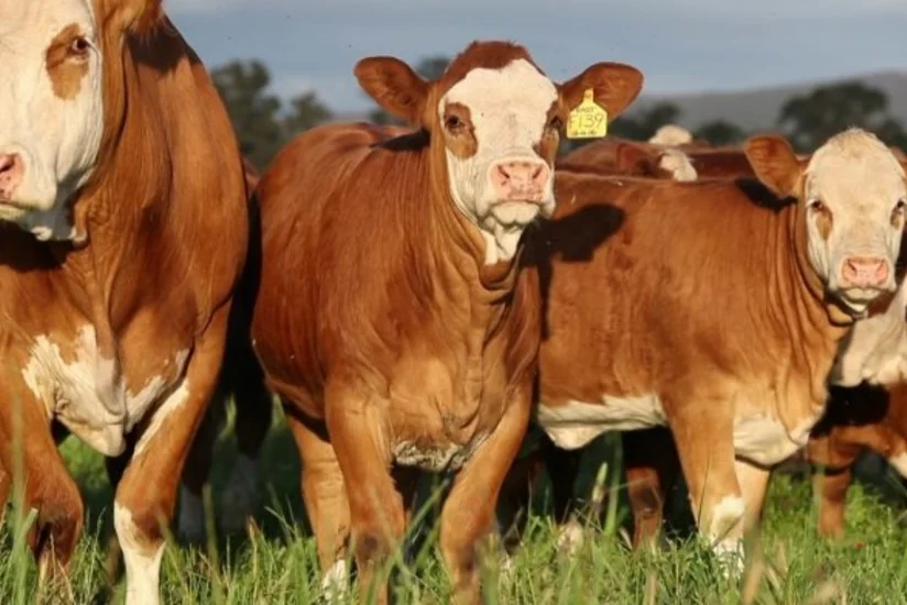 İİTKM: Azərbaycan damazlıq heyvan ixrac etməyə başlayıb