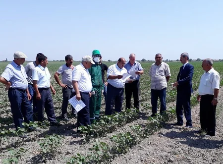 Salyan və Neftçalada pambıq sahələrində texniki təhlükəsizlik qaydaları ilə bağlı təlim keçirilib