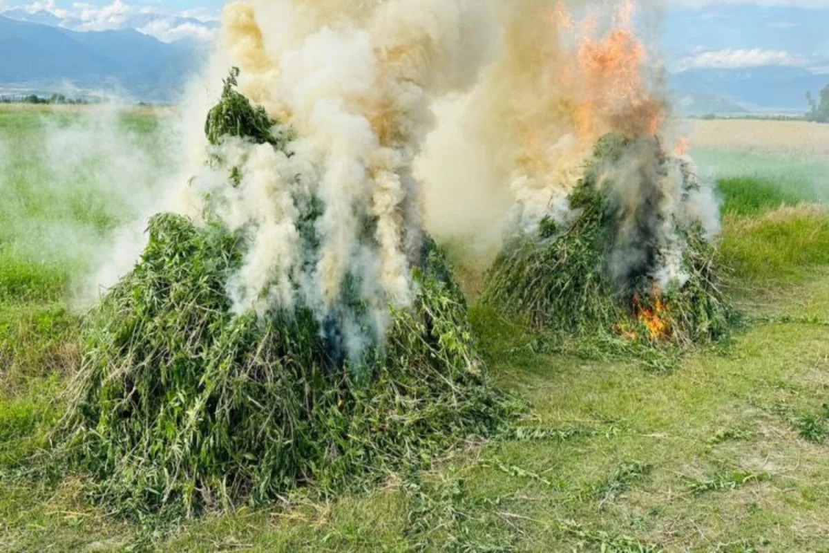 Zəngilanda 1 tona yaxın yabanı çətənə bitkisi məhv edilib