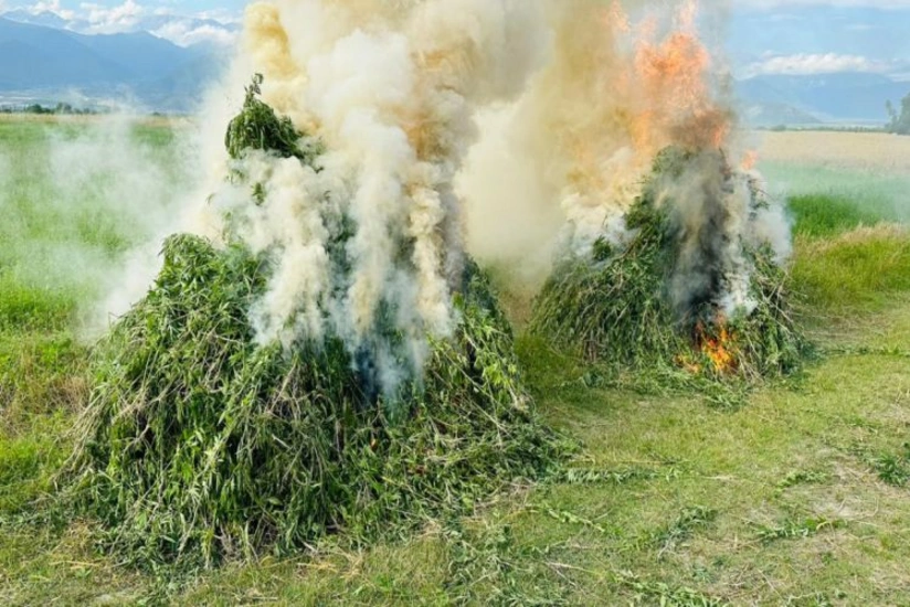 Zəngilanda 1 tona yaxın yabanı çətənə bitkisi məhv edilib