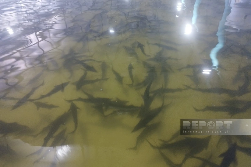 Neftçalada ilk dəfə olaraq dənizə 300 ədəd Xəzər qızılbalığı buraxılıb