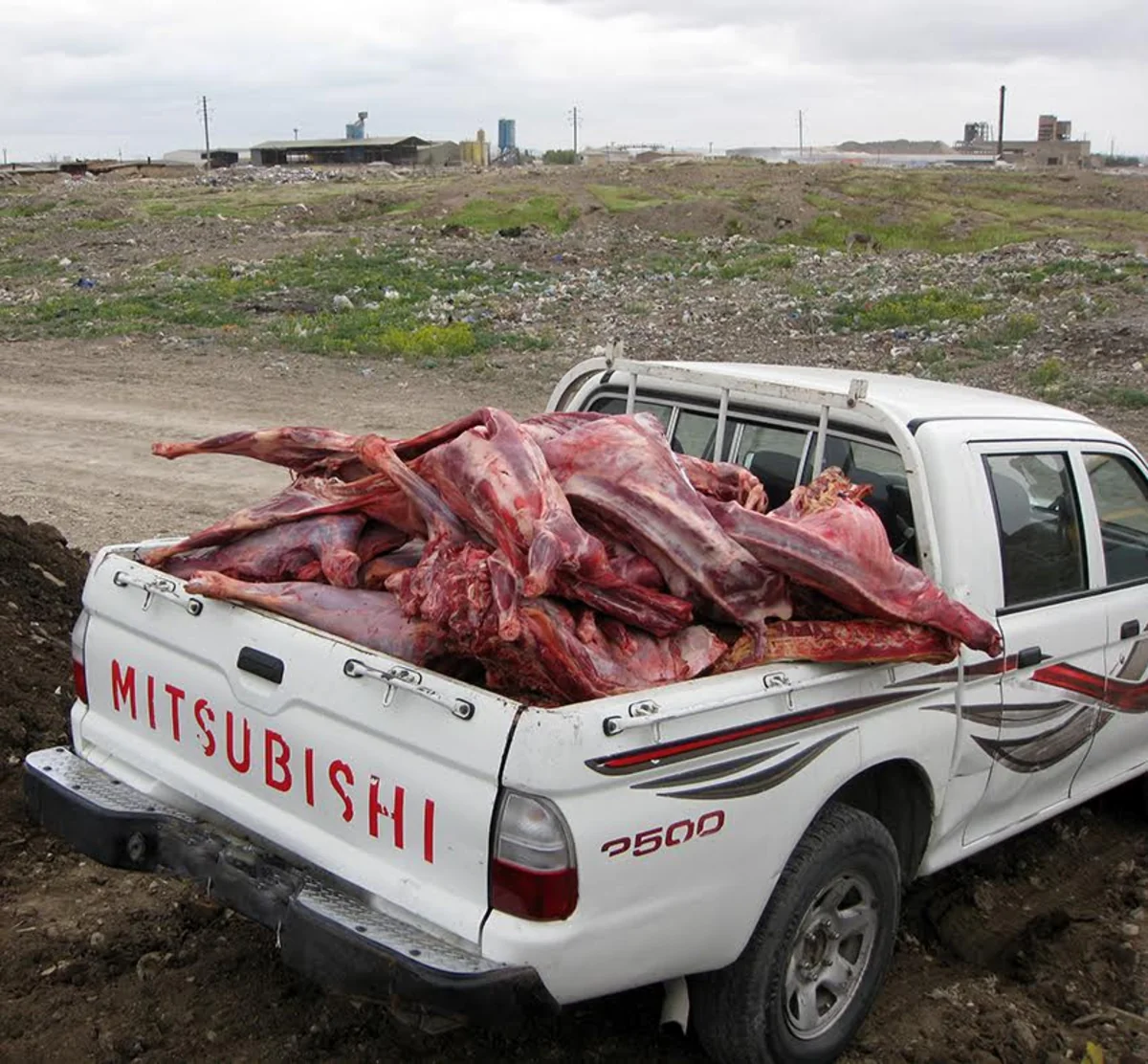 Bakıda 1,1 ton yararsız mal əti məhv edilib