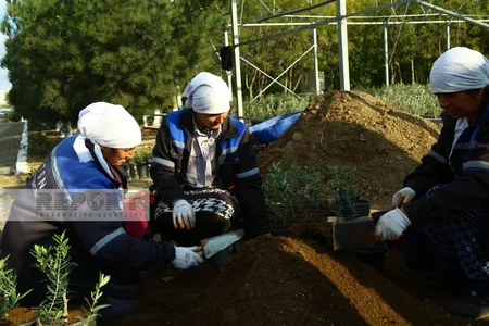 Azad edilmiş ərazilərdə Şərq çinarı, Eldar şamı, sərv, dağdağan və akasiya ağaclarının əkilməsi nəzərdə tutulur