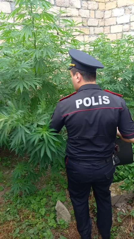 У жителя Габалы изъяли кусты конопли