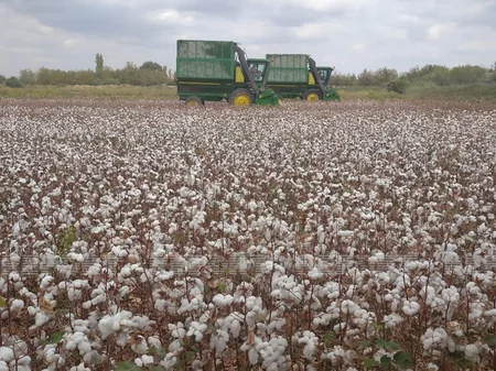 Yağışlı hava Biləsuvar və Cəlilabadda pambıqçılığa təsir etməyib