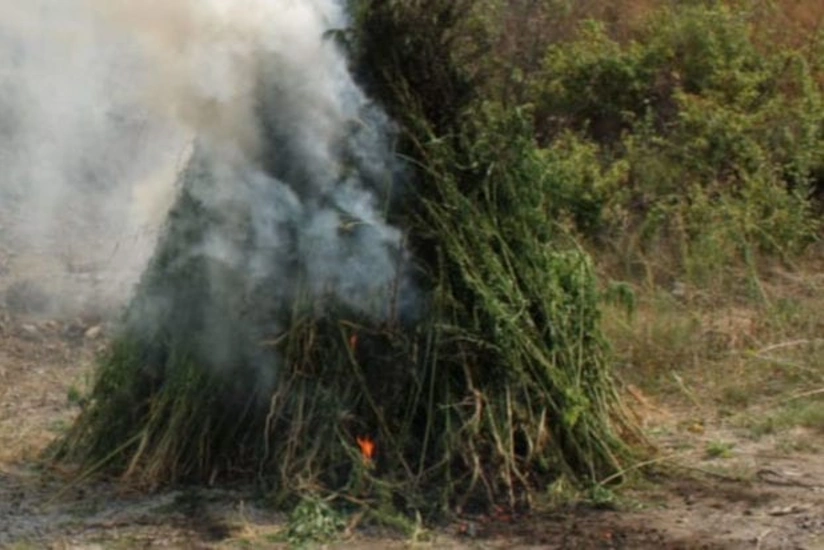 Beyləqanda çətənə bitkiləri məhv edilib