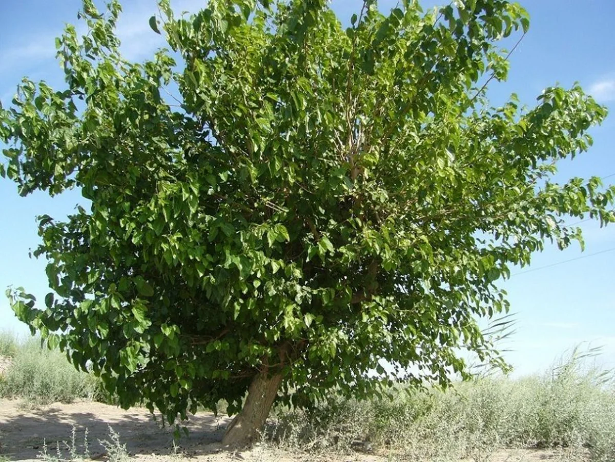 Goranboyda yaşlı kişi ağacdan yıxılaraq ağır xəsarət alıb