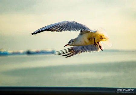 Blue Caspian of the White City - PHOTOREPORT