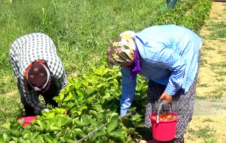 “Çiyələkli kənd” və bağbanların sənət əsəri, mövsümə hökm edən yerli göycə - Naxçıvandan REPORTAJ