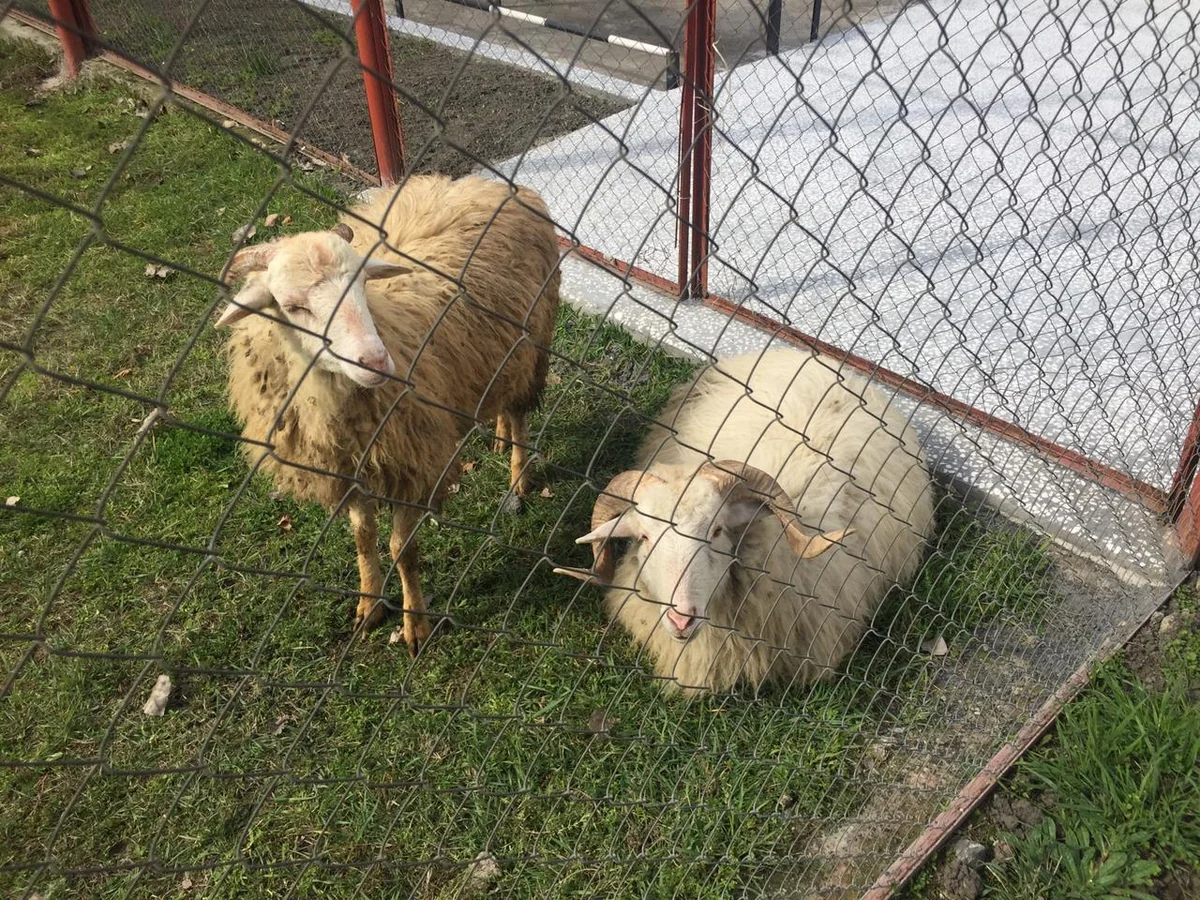 Kürdəmirdə xırdabuynuzlu heyvanları oğurlayan şəxs tutuldu