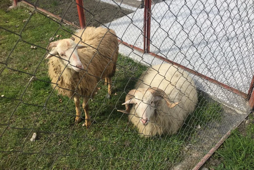 Kürdəmirdə xırdabuynuzlu heyvanları oğurlayan şəxs tutuldu