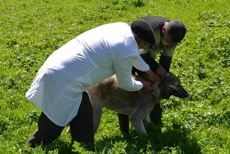 Şamaxıda heyvanlar arasında xüsusi təhlükəli xəstəliklərə qarşı aparılan profilaktik tədbirlər davam etdirilir