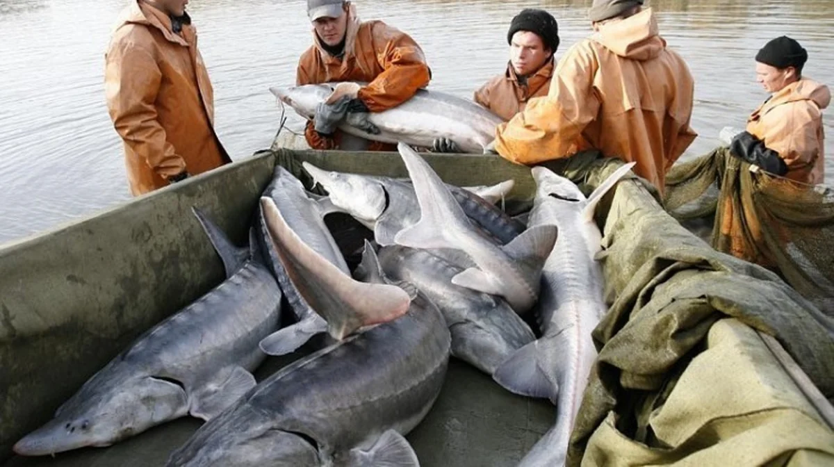Предложено продлить мораторий на вылов осетровых в Каспии еще на 10 лет