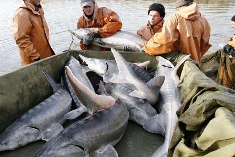 Предложено продлить мораторий на вылов осетровых в Каспии еще на 10 лет