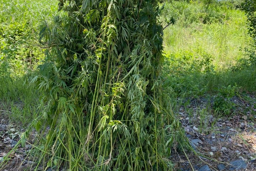 Zaqatalada 1 tondan artıq narkotik tərkibli bitki məhv edilib