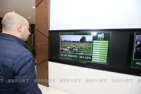 Azərbaycanda heyvanlar ilk dəfə hərraca çıxarılır