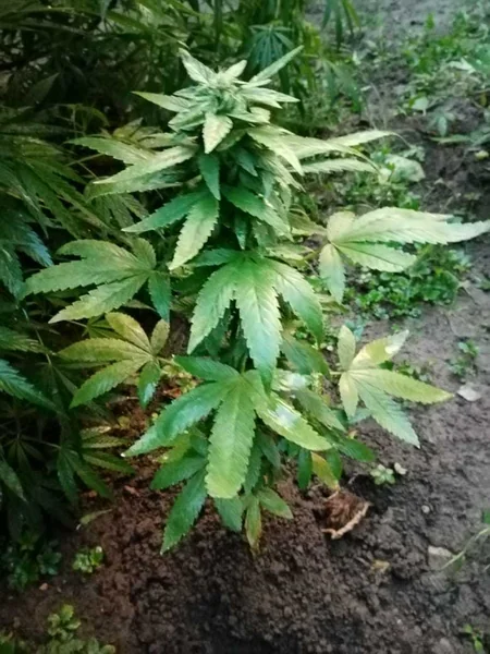 Göygöl sakininin evindən narkotik və sursat aşkarlanıb