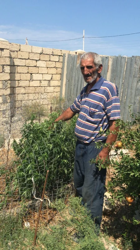 Xızıda narkotik becərən şəxs “iş başında” saxlanıldı