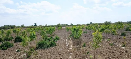 Azərbaycanda payız əkin mövsümü başlayandan 785 mindən artıq ağac əkilib