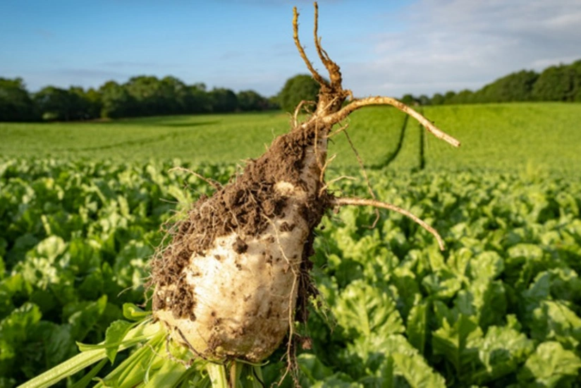 İmişlidə şəkər çuğundurunun yığımında məhsuldarlıq qeydə alınıb