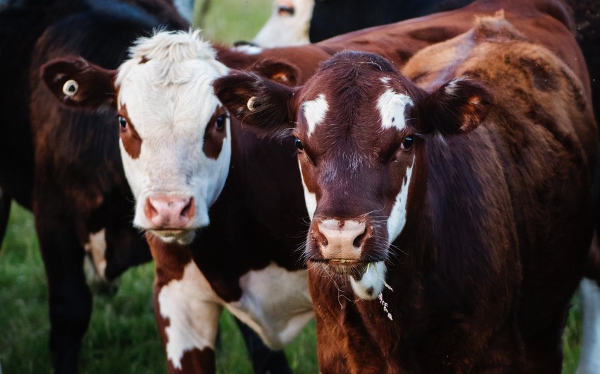 Ограничен импорт животноводческой продукции в Азербайджан из нескольких стран
