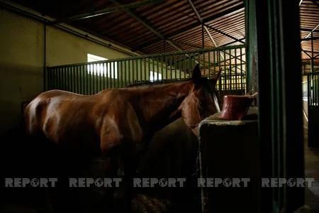 Karabakh horses and Georgia - RESEARCH