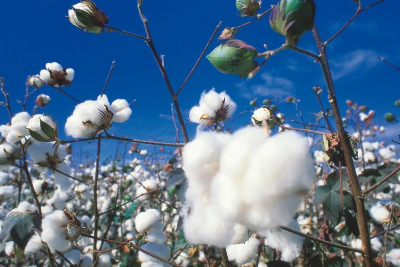 Cəlilabadda pambıq tarlalarında məhsul texnikalarla yığılacaq