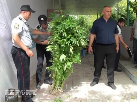 ​Neftçalada polis əməliyyat keçirib, külli miqdarda çətənə kolu aşkarlanıb - FOTO