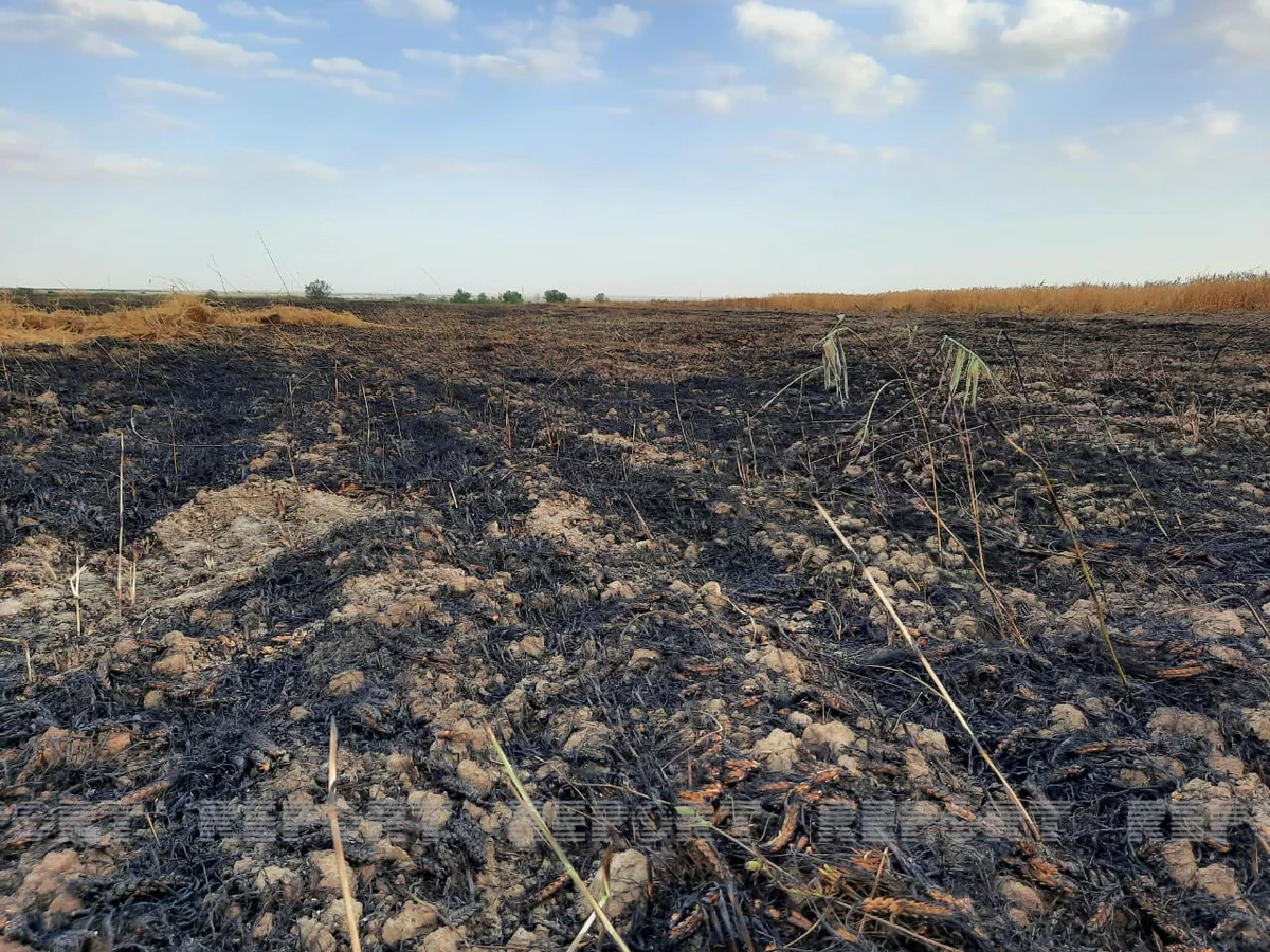 Ağsuda taxıl sahəsində baş verən yanğın söndürülüb - YENİLƏNİB