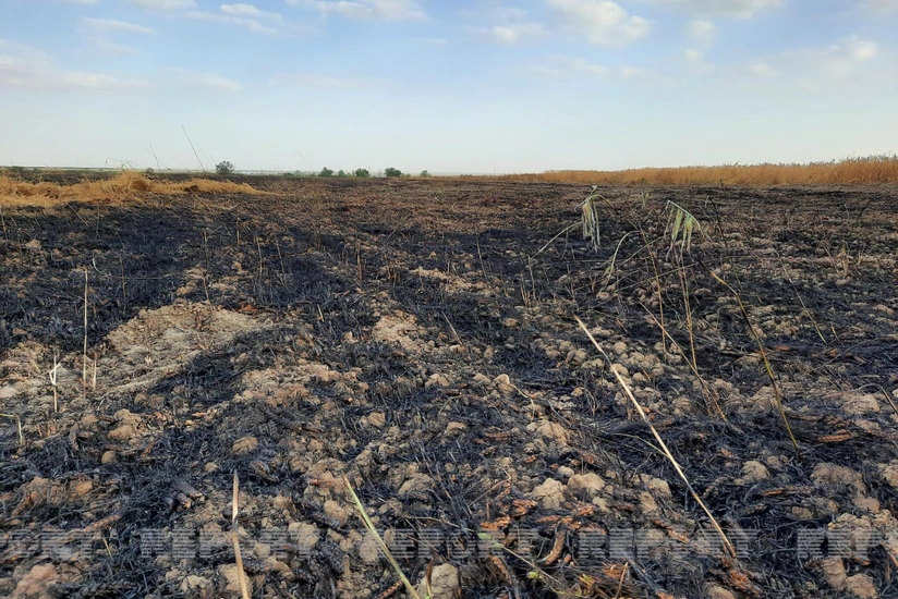 Ağsuda taxıl sahəsində baş verən yanğın söndürülüb - YENİLƏNİB