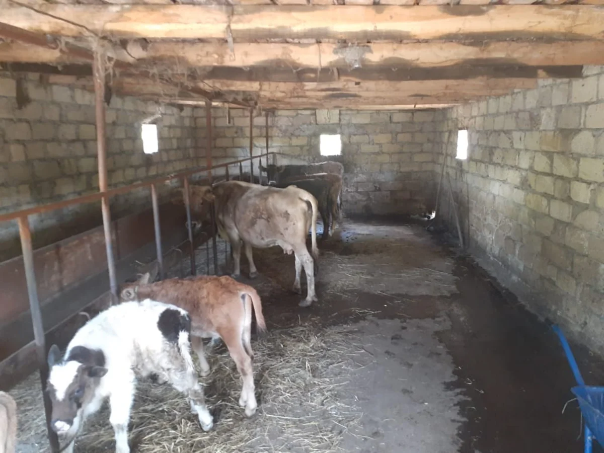 Oğuzda həmkəndlilərinin mal-qarasını oğurlayan şəxslər saxlanıldı