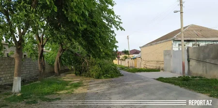 Tovuzda külək ağacları elektrik naqillərinin üstünə aşırıb