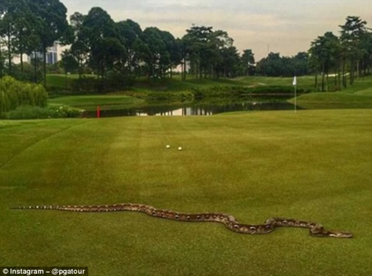 A 2-meter python showed up on course in Malaysia