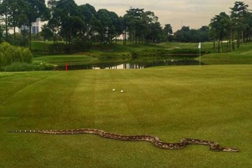 A 2-meter python showed up on course in Malaysia