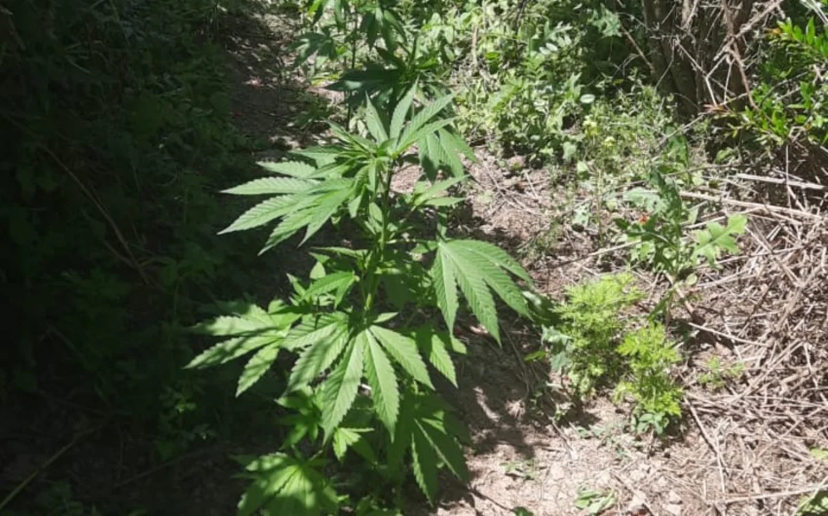 В Бейлагане задержан культиватор конопли