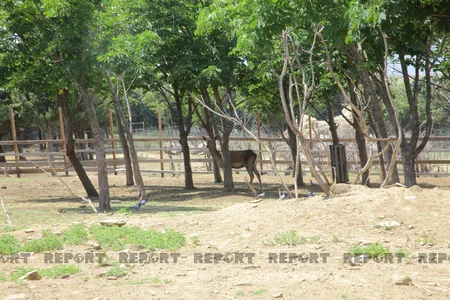Tbilisi zooparkının sevimli və nəcib sakinləri - Azərbaycanın hədiyyəsi - VİDEOREPORTAJ