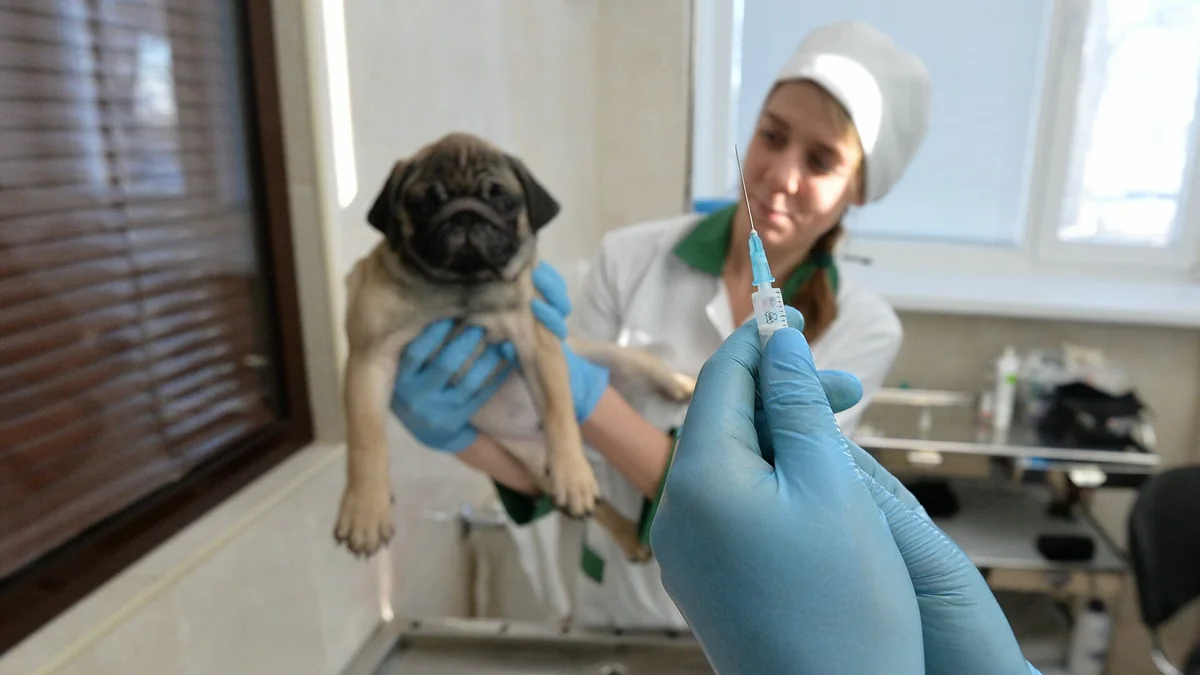 Russia registers world’s first COVID vaccine for animals