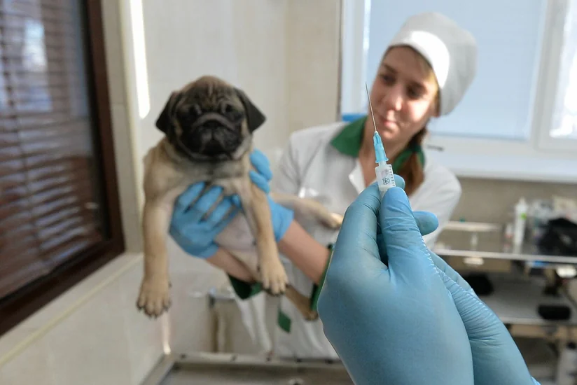 Russia registers world’s first COVID vaccine for animals